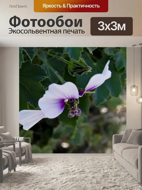 Фотообои Белый и фиолетовый цветок