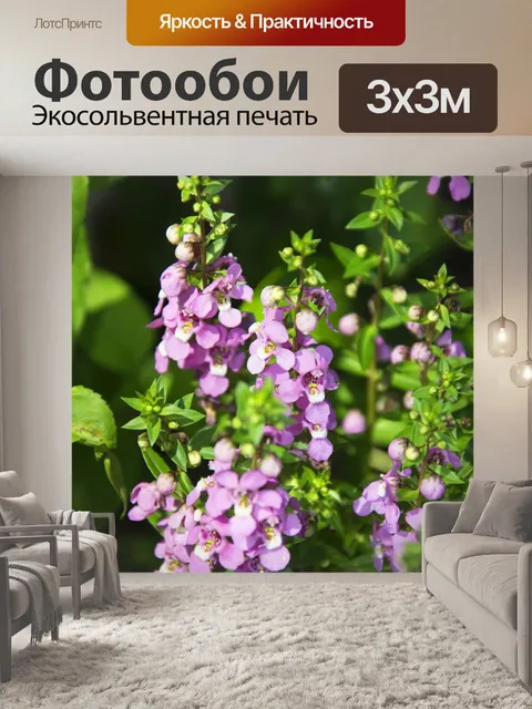 Фотообои Цветок лаванды
