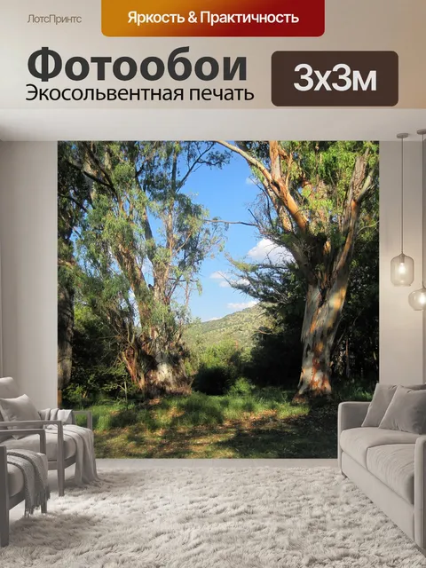 Фотообои эвкалипты