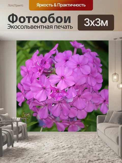 Фотообои Флокс