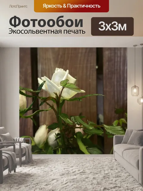 Фотообои белая роза