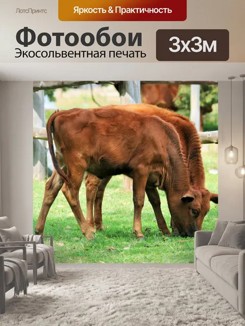 Фотообои два коричневых телят