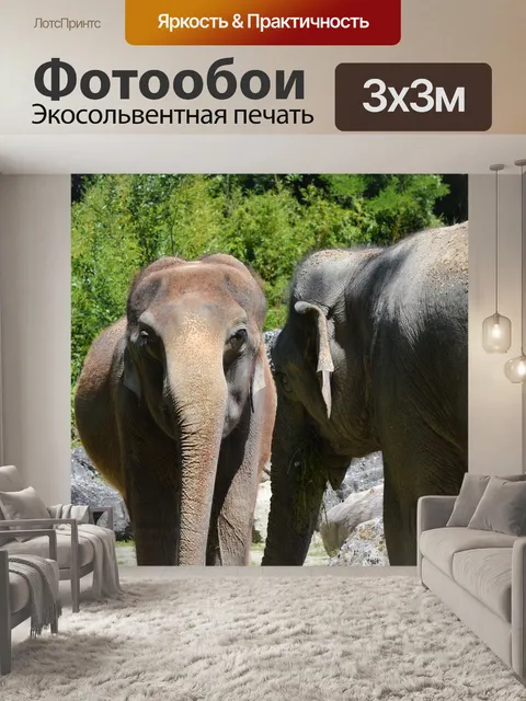 Фотообои Слон