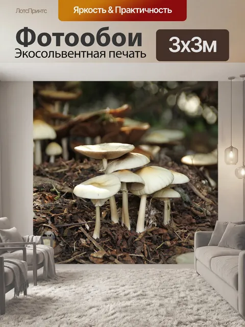 Фотообои Грибы