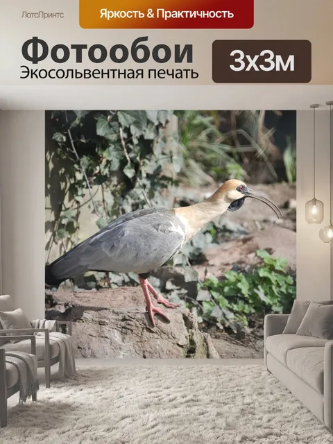 Фотообои Ибис с желтой шеей