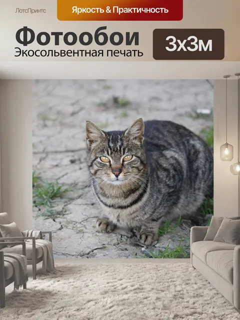 Фотообои Кошка