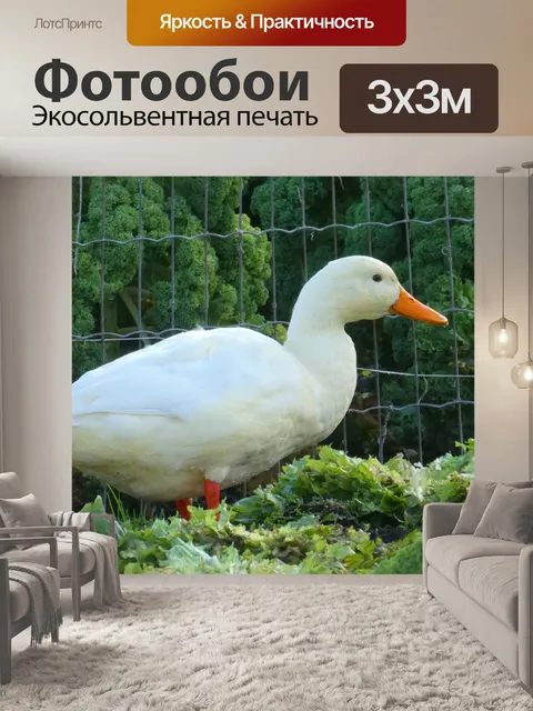 Фотообои Белая утка