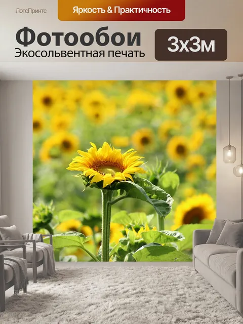 Фотообои Подсолнухи