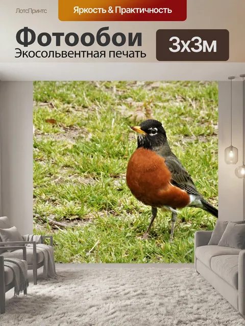 Фотообои Американский Робин в траве крупным плано