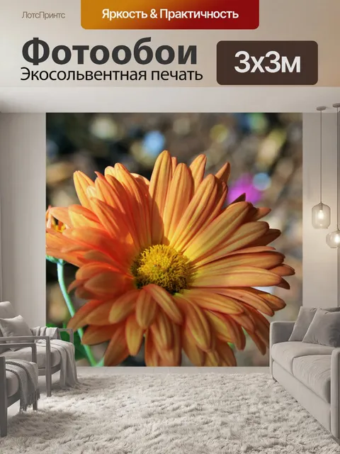 Фотообои Оранжевый хризантемы