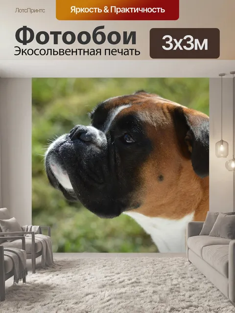 Фотообои Боксер собаки