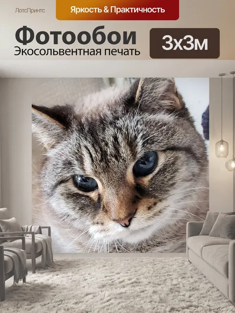 Фотообои часть сиамская кошка