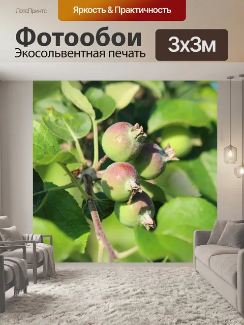 Фотообои Яблоки