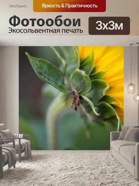 Фотообои Подсолнечник