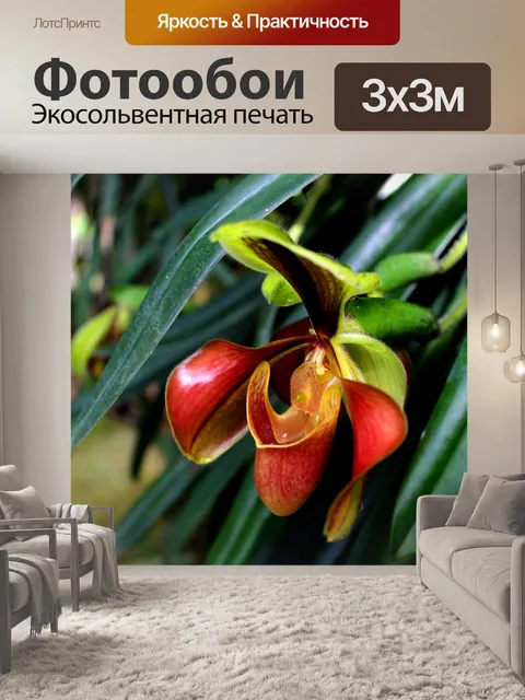 Фотообои Леди тапочка Орхидея Интанон Националь
