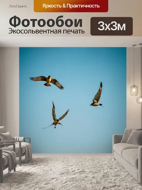 Фотообои птицы, летающие в ясном голубом небе с солнцем