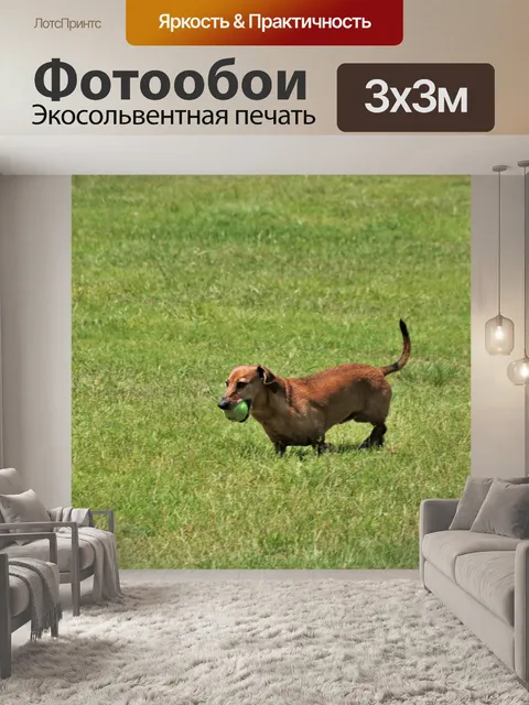 Фотообои Такса собака играет с мячом 2