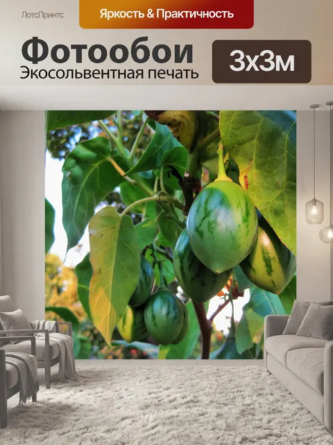 Фотообои Зеленые плоды на дереве помидор