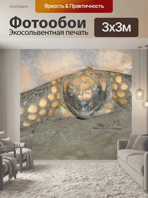 Фотообои Черепаха