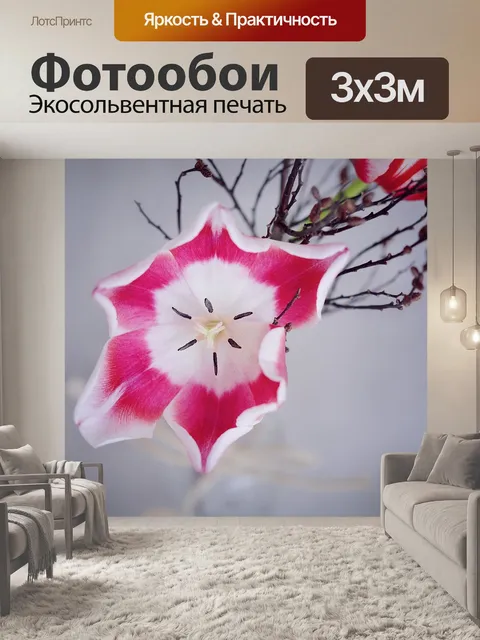 Фотообои Тюльпан