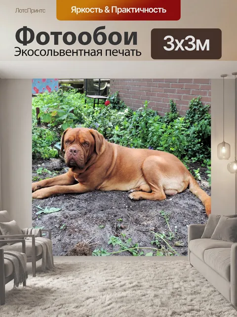 Фотообои Бордо