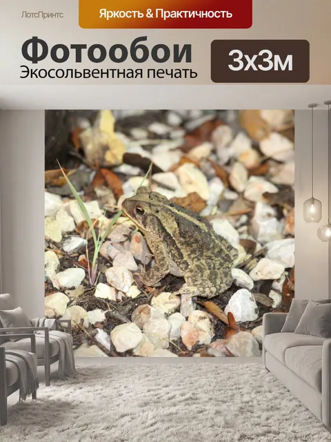 Фотообои лягушка
