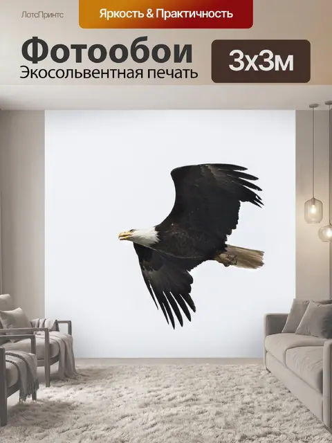 Фотообои Белоголовый орлан Парящий