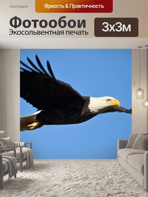 Фотообои Белоголовый орлан в полете