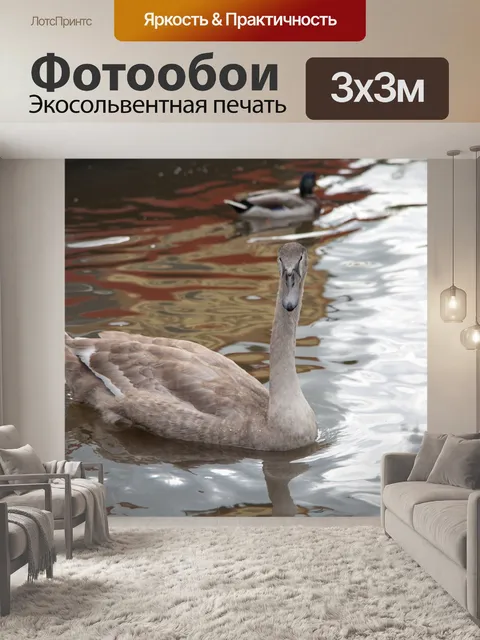 Фотообои лебедь