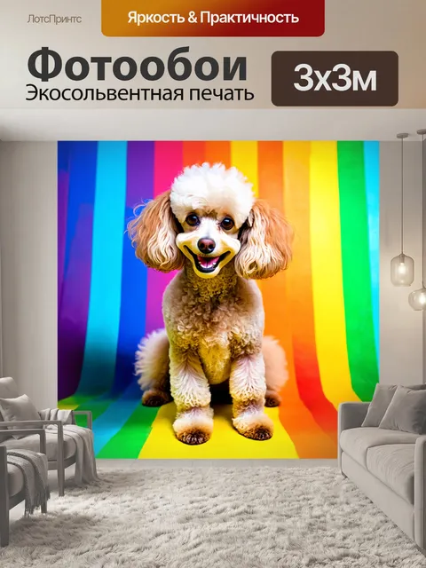 Фотообои пудель на фоне радуги, с счастливыми глазами и поднятым хвостом