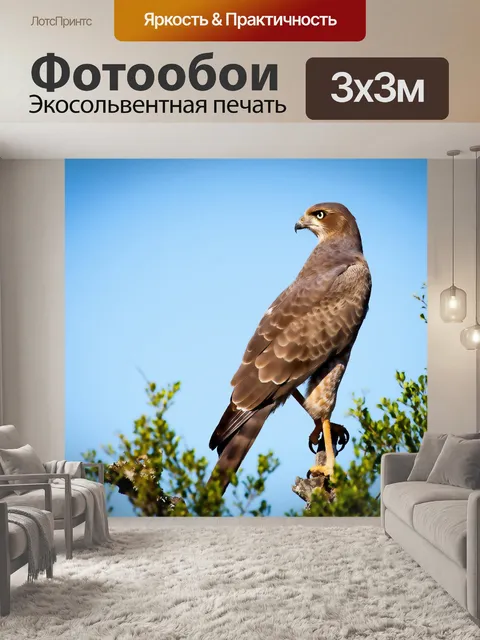Фотообои Соколиная птица хищная