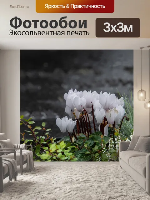 Фотообои Белые цветы, капли росы