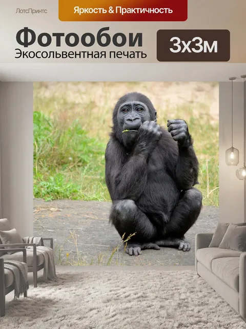 Фотообои Горилла