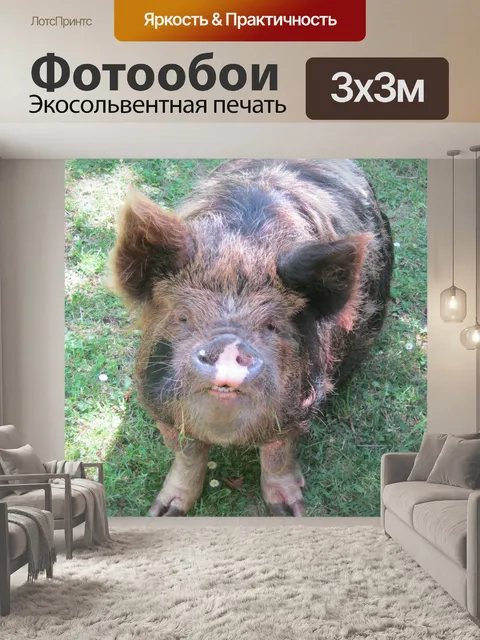 Фотообои Свинья садясь