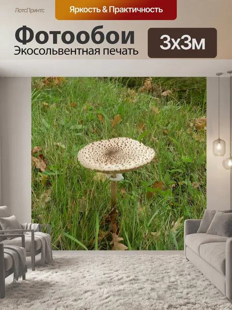 Фотообои Большой грибок-зонтик