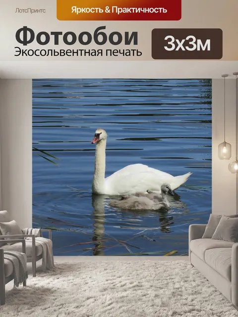 Фотообои Лебедь