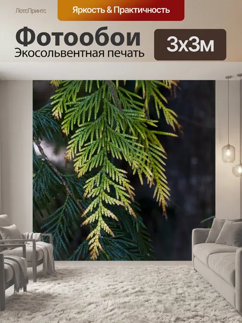 Фотообои Кедр
