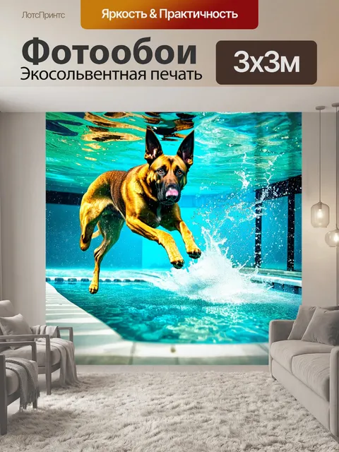 Фотообои сцена с бельгийской овчаркой малинуа, прыгающей в бассейн, чтобы поймать гантель