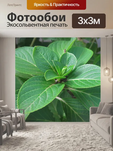Фотообои гортензия листья