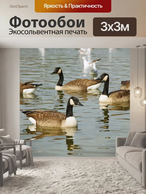 Фотообои Канада гуси гусиное водоплавающее озеро