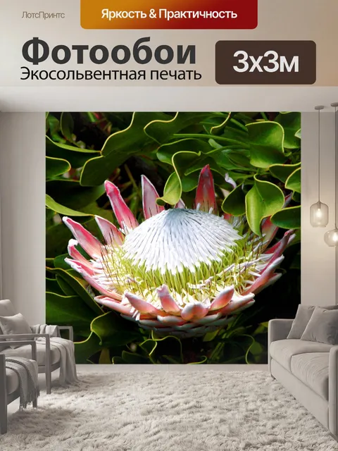 Фотообои Король Protea