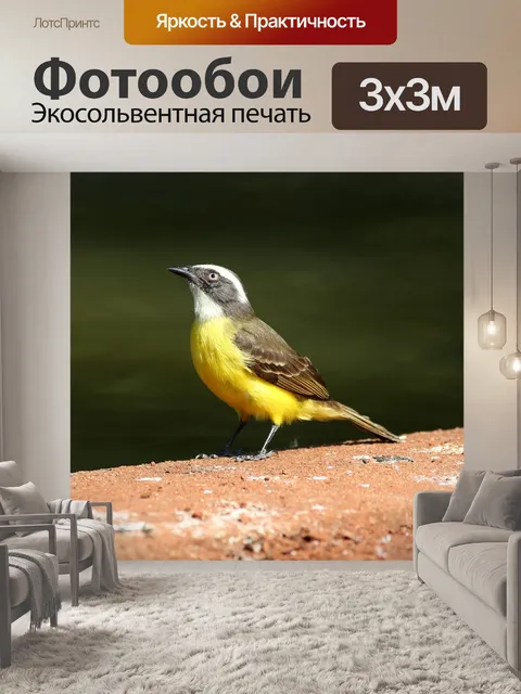 Фотообои Красочная птица