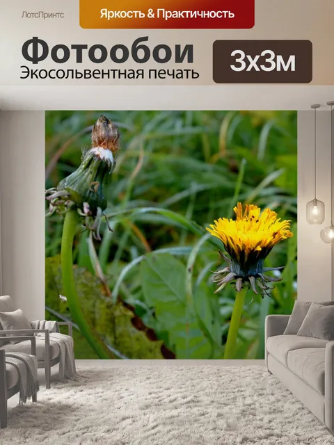 Фотообои Одуванчик