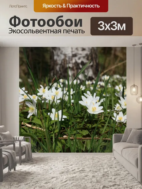 Фотообои Белые анемоны