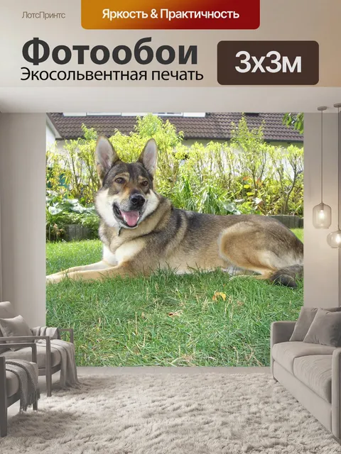 Фотообои Луна