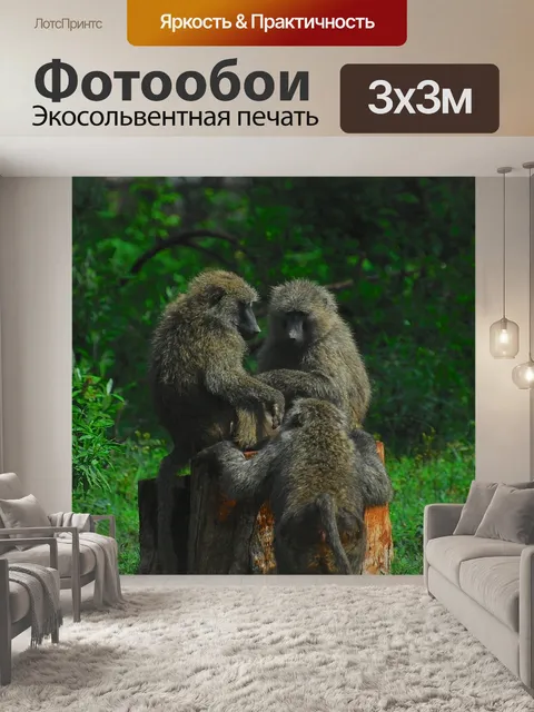 Фотообои Бабуин