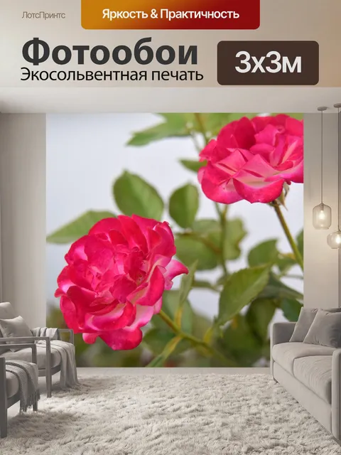 Фотообои Роза 12
