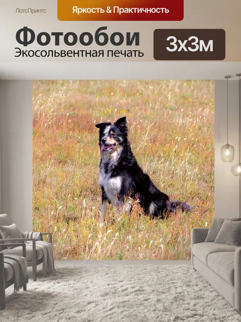 Фотообои Бордер-колли