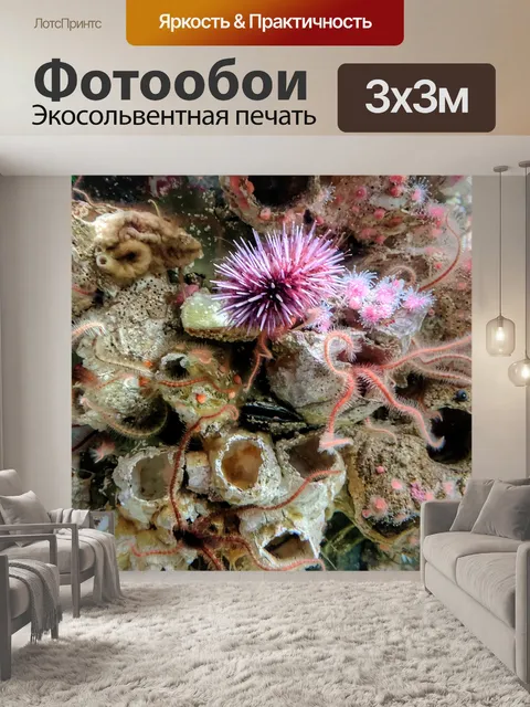Фотообои Розовый морской урчин