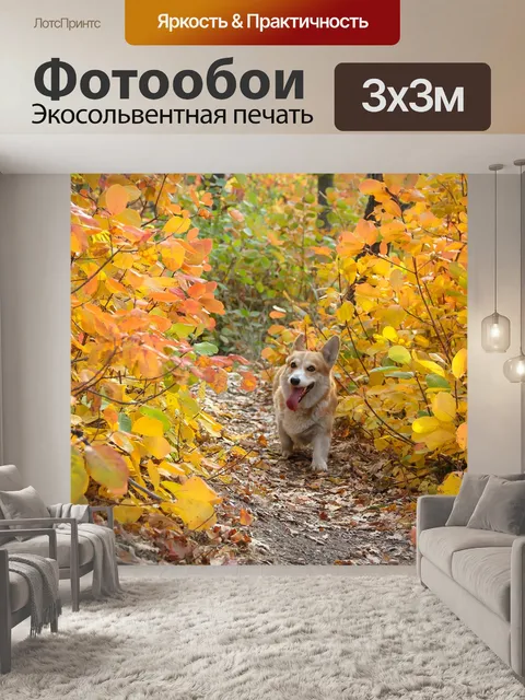 Фотообои Корги